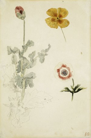 Eugene Delacroix - Study of Flowers