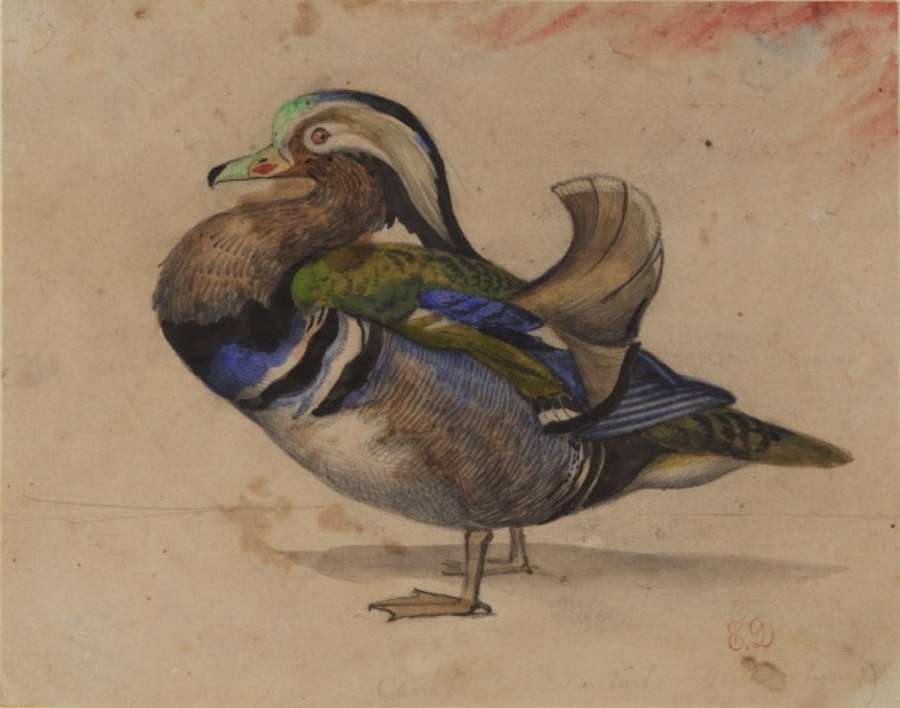 A Mandarin drake by EUGÈNE DELACROIX