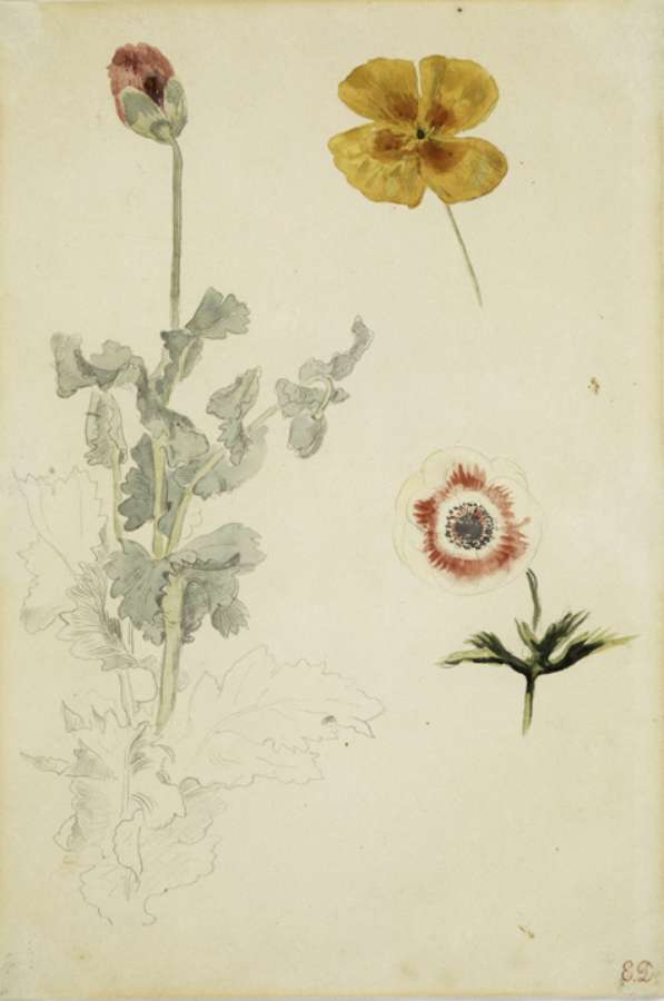 Study of Flowers by EUGÈNE DELACROIX
