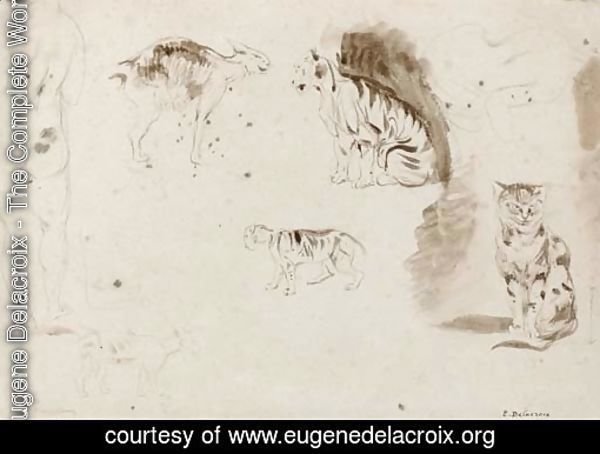 Studies of cats, other felines and two female nudes seen from behind