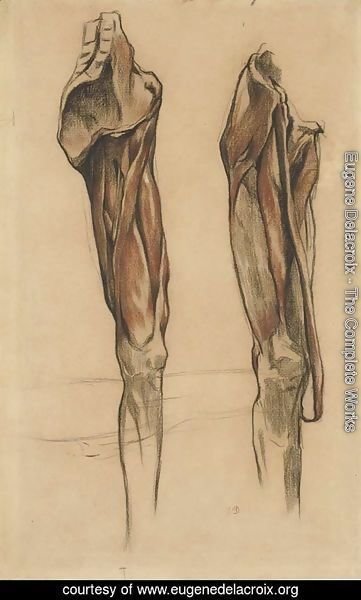 Study of two echorche legs