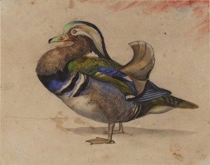 Eugene Delacroix - A Mandarin drake