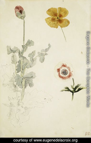 Eugene Delacroix - Study of Flowers